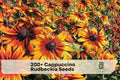 200+ Cappuccino Rudbeckia Seeds - Bright Bronze & Gold Flowers, Rudbeckia hirta, Pollinator & Cottage Garden Seeds