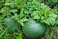 Moon and Stars Watermelon Seeds – Yellow Flesh Heirloom Citrullus lanatus, 8 Pack for Garden Planting