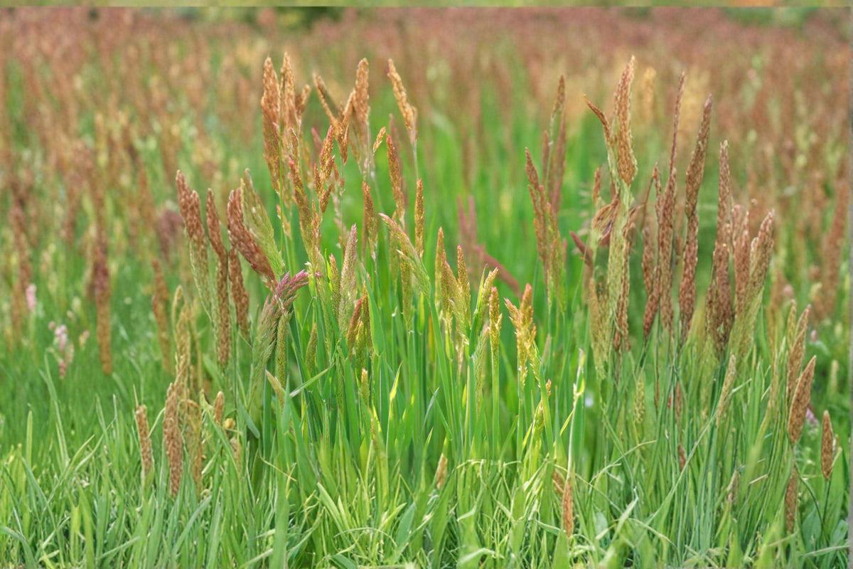 1000 Seeds Creeping Red Fescue Festuca rubra Low Maintenance Lawn Groundcover