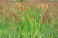 Creeping Red Fescue Seeds - 1000 Count - Festuca rubra - Cool-Season Grass for Lawns & Ground Cover, Erosion Control