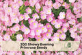 Showy Evening Primrose Seeds - Pale Pink Night-Blooming Wildflower for Moon Gardens, Perennial, Oenothera speciosa, Easy to Grow