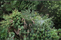 30 Seeds White Spruce Picea glauca Evergreen Tree