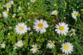 Shasta Daisy Seeds 1000 Pack Leucanthemum × superbum Perennial Flowering Plant for Garden Beds & Borders
