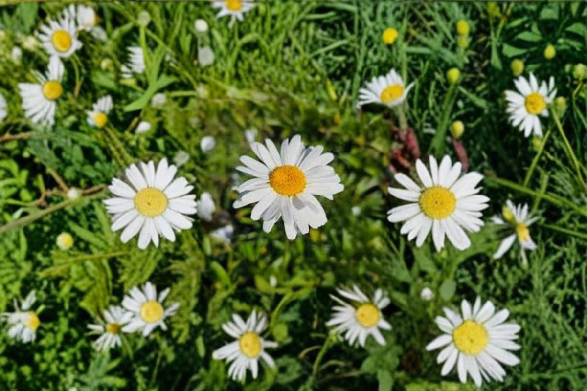 Shasta Daisy Seeds 1000 Pack Leucanthemum × superbum Perennial Flowering Plant for Garden Beds & Borders