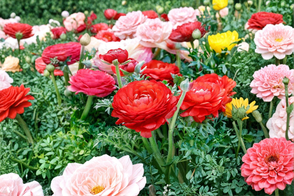 10 Red Ranunculus Bulbs Ranunculus asiaticus Persian Buttercup