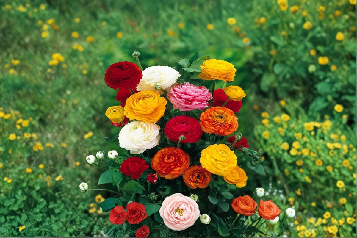 12 Bulbs Mixed Ranunculus Ranunculus asiaticus Persian Buttercup Spring Flowering