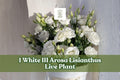 White Arosa Lisianthus Live Plant Plug - Eustoma grandiflorum - 3/4" Starter Pot - Elegant Rose-like Flowers for Gardens & Containers