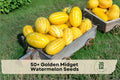 Golden Midget Watermelon Seeds – Compact Citrullus lanatus with Yellow Rind, 50+ Seeds for Home Garden, Raised Beds, Outdoor Planting