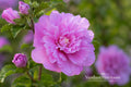 Double Purple Pink Rose of Sharon Unrooted Cuttings – Hibiscus syriacus Flowering Shrub, Garden Plant