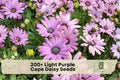 200+ Light Purple Cape Daisy Seeds | Osteospermum spp. | Ornamental Flower for Gardens, Borders & Containers