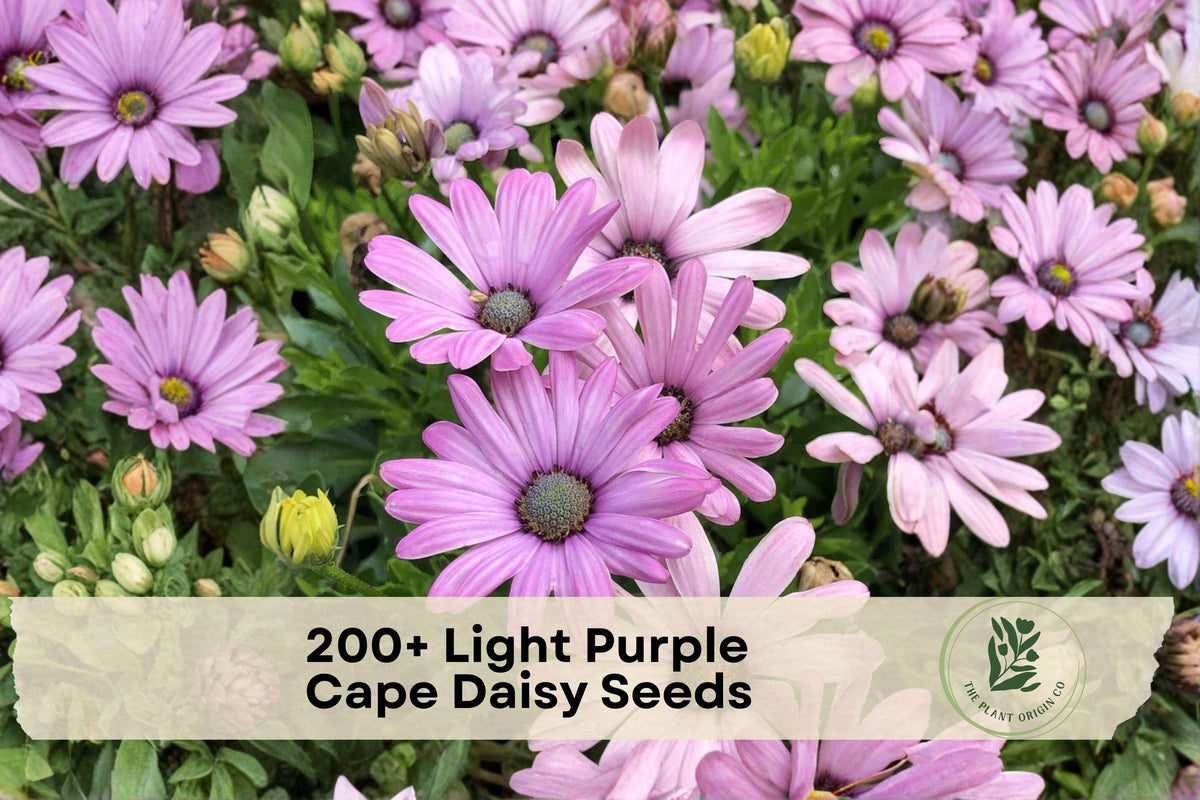 200+ Light Purple Cape Daisy Seeds | Osteospermum spp. | Ornamental Flower for Gardens, Borders & Containers