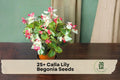 Calla Lily Begonia Seeds - 25+ Ornamental Flower Seeds for Shade Gardens, Containers & Baskets, Begonia spp.