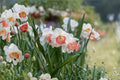 1 Bulb Pink Charm Daffodil Narcissus Pink Charm Large Cupped Fragrant Spring Flowering Perennial