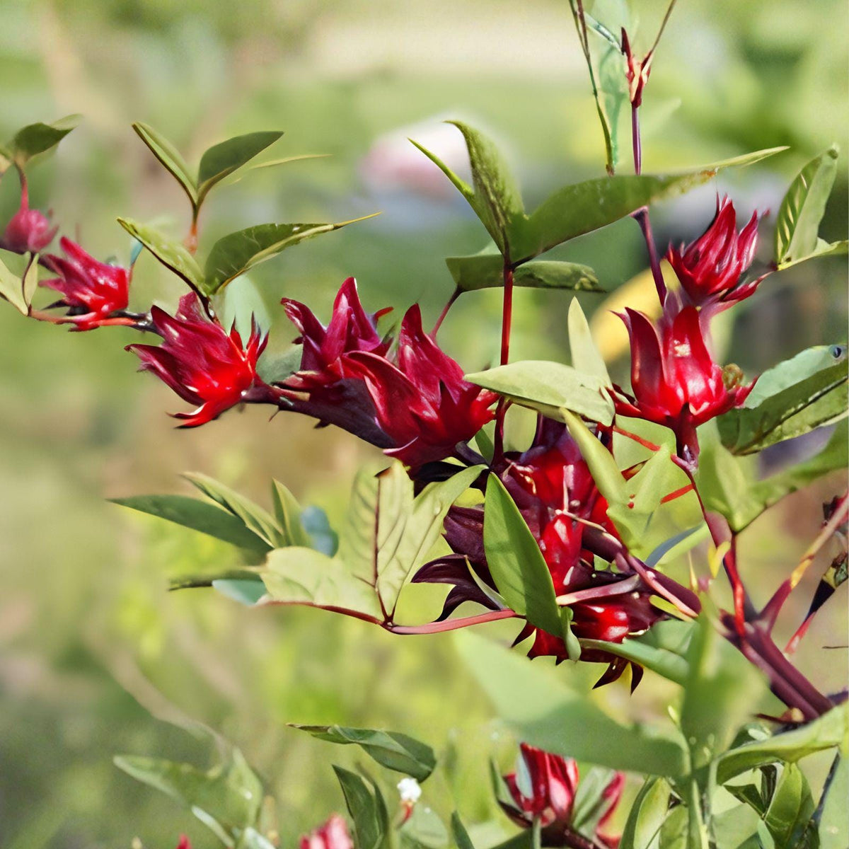 Roselle Asian Sour Leaf Seeds – Hibiscus sabdariffa, Tropical Annual Plant for Edible Gardens, Full Sun, 10 Seeds