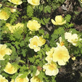 Manchu Rose Seeds Rosa xanthina Flowering Shrub Yellow Blooms Garden Planting 10 Seeds