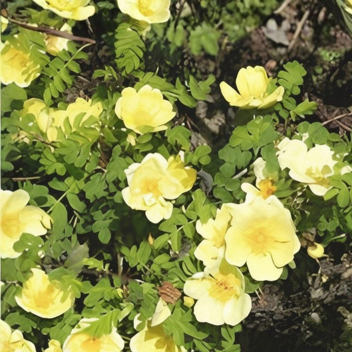 Manchu Rose Seeds Rosa xanthina Flowering Shrub Yellow Blooms Garden Planting 10 Seeds