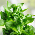 Lemon Basil Seeds 75 Count | Culinary Herb for Kitchen Garden & Containers | Ocimum basilicum