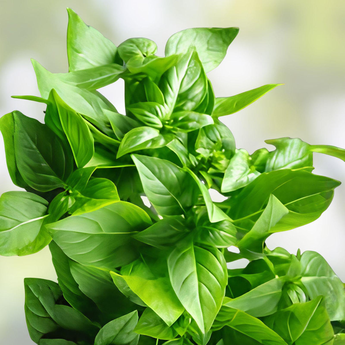Lemon Basil Seeds 75 Count | Culinary Herb for Kitchen Garden & Containers | Ocimum basilicum