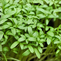 Pepper Cress Seeds, Edible Microgreens, Fast-Growing Lepidium sativum, Kitchen Garden, Container & Indoor Growing, 75 Seeds