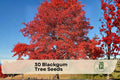 Blackgum Tree Seeds – Nyssa sylvatica, Ornamental Shade Tree, Fall Color, Deciduous, Landscape Planting, 30 Seeds