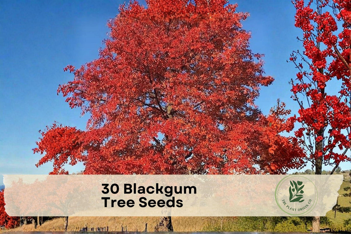 Blackgum Tree Seeds – Nyssa sylvatica, Ornamental Shade Tree, Fall Color, Deciduous, Landscape Planting, 30 Seeds