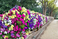 1000 Seeds Mixed Petunia Petunia x hybrida Flower Seeds