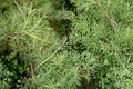 Rosemary Willow Cuttings – Salix rosmarinifolia, 10 Live Shrub/Small Tree Planting Material for Hedging & Screening
