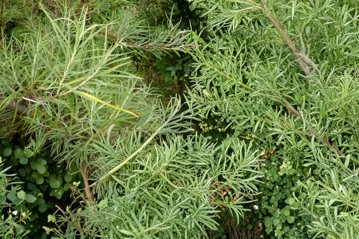 Rosemary Willow Cuttings - 10 Live Cuttings - Salix rosmarinifolia - Deciduous Shrub for Hedges & Screening - Outdoor Planting
