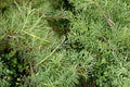 10 Cuttings Rosemary Willow Salix rosmarinifolia Live Plant