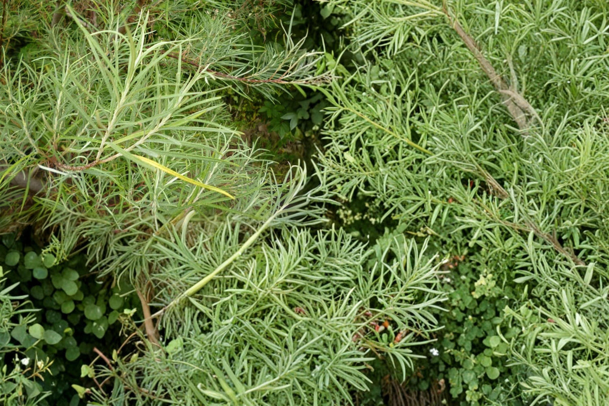 10 Cuttings Rosemary Willow Salix rosmarinifolia Live Plant