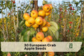 European Crab Apple Seeds - Malus sylvestris, Ornamental Fruit Tree, White Blossoms, Yellow-Red Fruits, Garden Landscape Plant