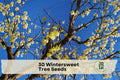 Winterbloom Seeds - Chimonanthus praecox, Fragrant Yellow Flowers, Outdoor Ornamental Shrub, 30 Seeds
