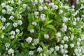 50 Seeds New Jersey Tea Ceanothus americanus Native Shrub