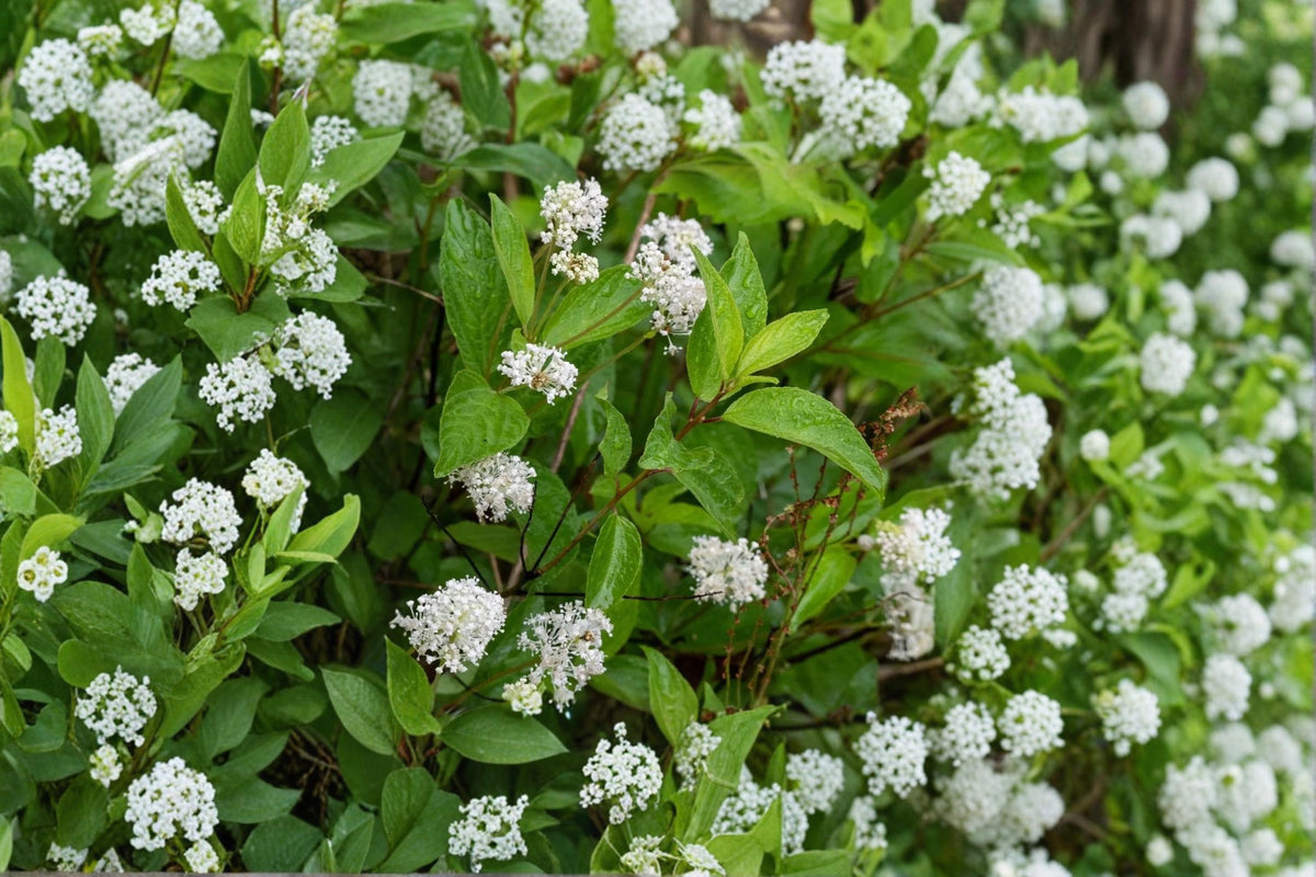 50 Seeds New Jersey Tea Ceanothus americanus Native Shrub