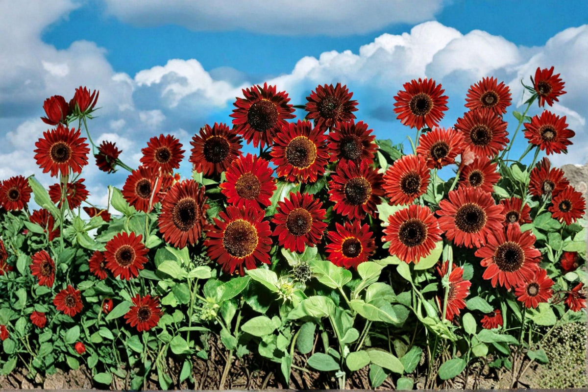 50 Seeds Red Sunflower Helianthus annuus
