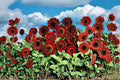 Red Sunflower Seeds - 50 Count - Helianthus annuus - Annual Flowering Plant for Garden Beds & Pollinator-Friendly Landscapes