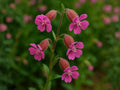 Nodding Catchfly Seeds | Silene Pendula Flower for Borders & Containers | Pink to Rose Color | Approx. 100 Seeds