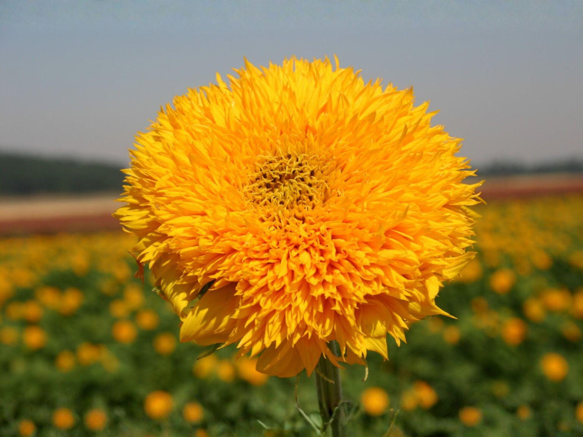 15 Seeds Teddy Bear Sunflower Dwarf Sungold Flower for Cottage Gardens & Patio Containers