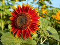 15 Sunflower Seeds Velvet Queen Helianthus annuus Deep Red Blooms for Cottage Pollinator Gardens