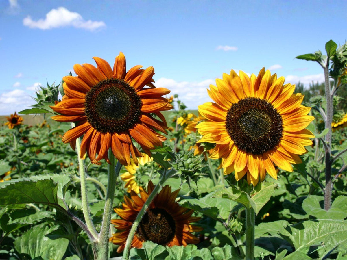 15 Seeds Autumn Beauty Sunflower Heirloom Annual Flower