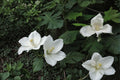 Bigleaf White Magnolia Bare Root Plant – Magnolia macrophylla – Ornamental Tree with Large White Flowers