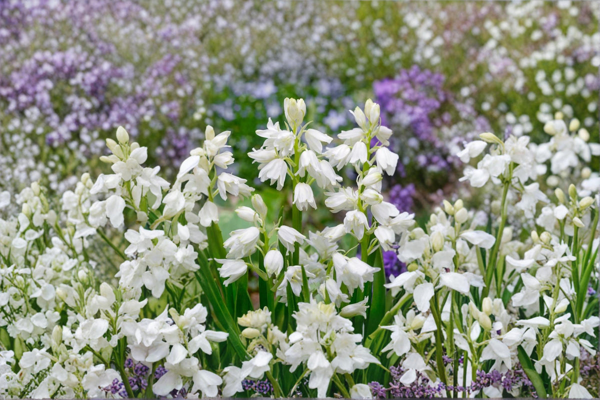 1 Bulb Spanish Whitebells Hyacinthoides hispanica White Flowering Spring Bulb Woodland Garden