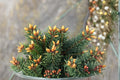 20 Seeds Blue Douglas Fir Pseudotsuga menziesii Evergreen Conifer Tree