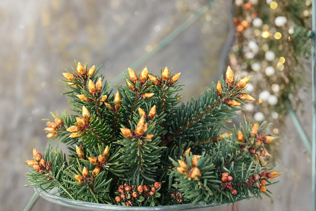 20 Seeds Blue Douglas Fir Pseudotsuga menziesii Evergreen Conifer Tree