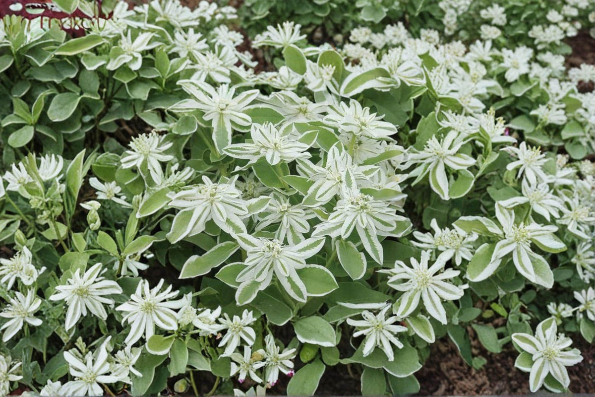 50 Seeds Euphorbia marginata Mountain Snow