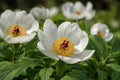 Japanese Woodland Peony Seeds – Rare Paeonia japonica, White Blooms, Shade-Loving Perennial for Woodland Gardens and Natural Landscapes