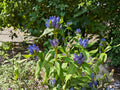 Bottle Gentian Seeds - Gentiana Andrewsii, Deep Blue Flowering Perennial for Garden Beds & Natural Landscapes