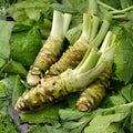 Japanese Wasabi Seeds – 5 Pack, Wasabia japonica, Rare Perennial Herb for Shade Gardens, Non-GMO, Moist Soil, Cool Climate