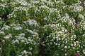 Mountain Wild Mint Seeds - Aromatic Perennial Herb for Sun & Shade Gardens, Culinary & Herbal Uses, Attracts Pollinators, 300 Seeds