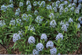 Shining Blue Star Perennial Flower Seeds – Amsonia illustris – Blue Spring Blooms, Native Wildflower, Pollinator Friendly, 20 Seeds